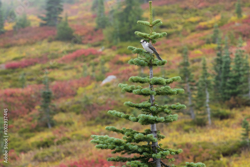 Clark's Nutcracker, grey and black bird sitting in tree top