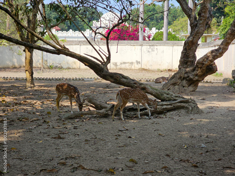 Spotted deer in the park. Bangladesh