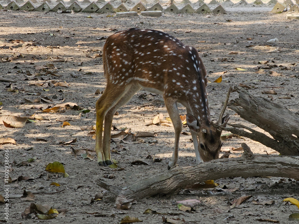 Spotted deer in the park. Bangladesh