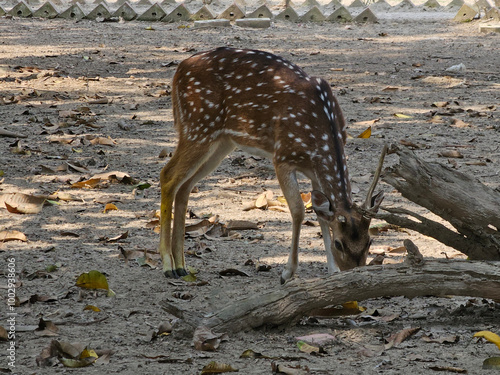 Spotted deer in the park. Bangladesh