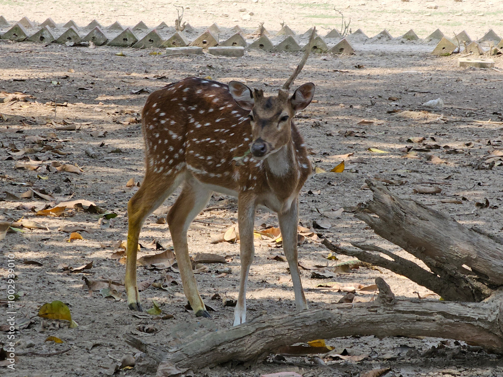 Spotted deer in the park. Bangladesh