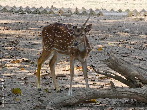 Obraz na płótnie Spotted deer in the park. Bangladesh w salonie
