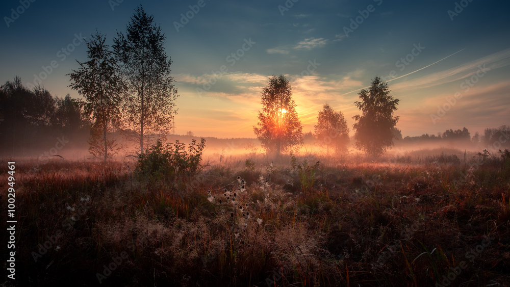 Naklejka premium Birches trees on meadow in foggy autumn morning.