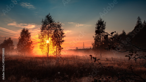 Birches trees on meadow in foggy autumn morning.