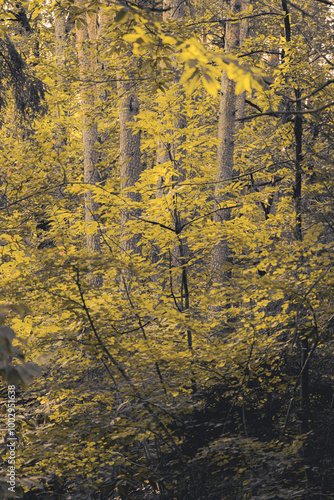 Forest landscape of Montiggl in South Tyrol. photo