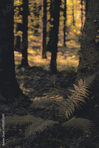 Forest landscape of Montiggl in South Tyrol. photo