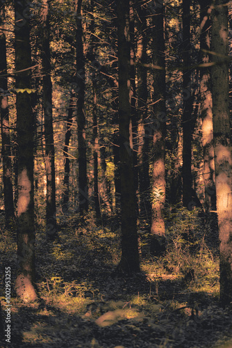 Forest landscape of Montiggl in South Tyrol. photo