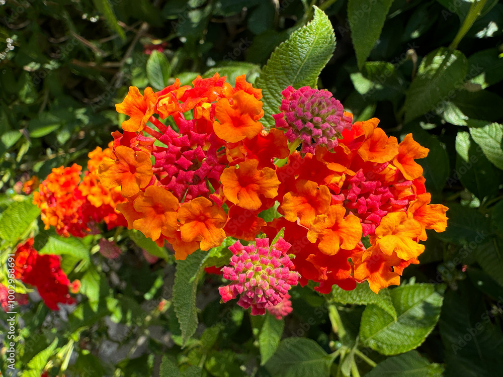 Lantana camara Shrub Verbena, red yellow sage flowering plant. Lantana camara Shrub Verbena, red yellow sage flowering plant.