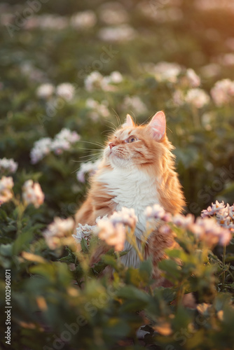 A photo of a red cat in a blooming potato field.