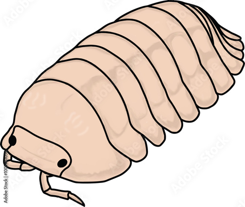 Cubaris Papaya Isopod photo