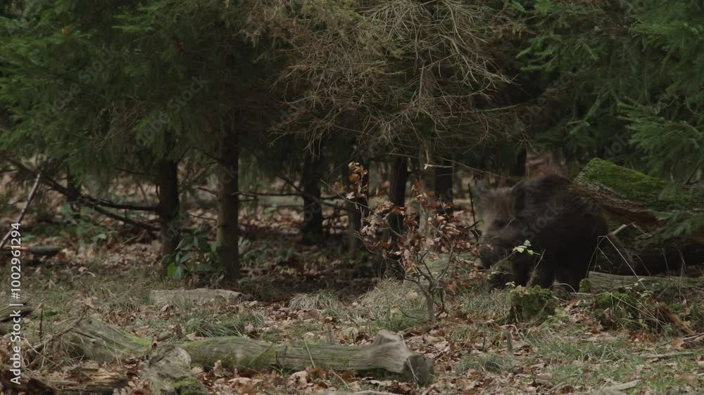 injured wild boar walks limping through the forest injured wild boar walks limping through the forest