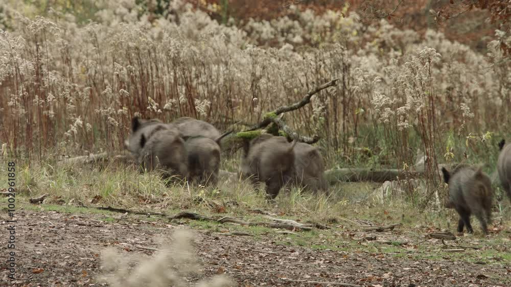 wild boars run into tall, dry grass in autumn wild boars run into tall, dry grass in autumn