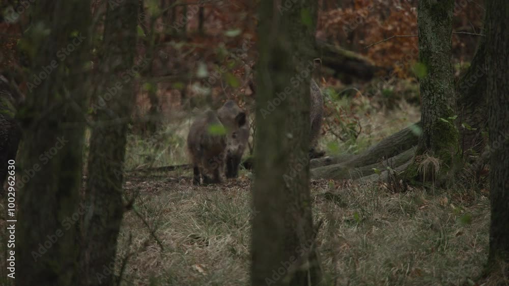group of wild boars in the autumn forest