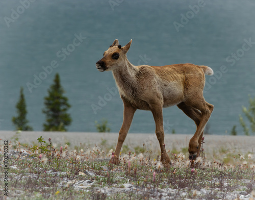Cute Caribou Calf on the ALCAN highway in the Northern British Columbia.