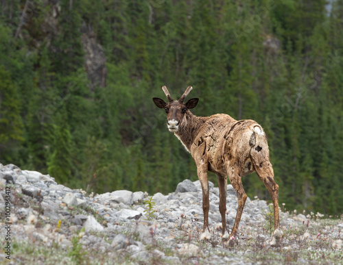 Beautiful female Caribou in the Canada Alaska Highway.  Northern British Columbia, jasper, Banff, Calgary, Alberta