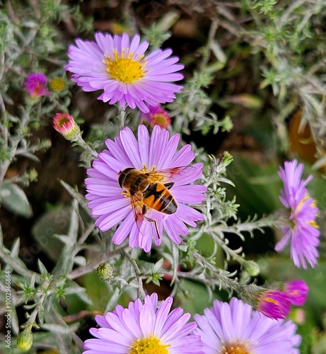 The last ones autumn flowers in the garden of the aster alpinus (