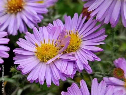 The last ones autumn flowers in the garden of the aster alpinus (