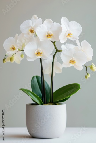 Wallpaper Mural Beautiful white orchids in a modern pot, elegant floral arrangement. Torontodigital.ca
