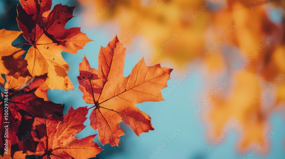 Colorful autumn leaves against a blue sky, creating a vibrant natural scene. Colorful autumn leaves against a blue sky, creating a vibrant natural scene.