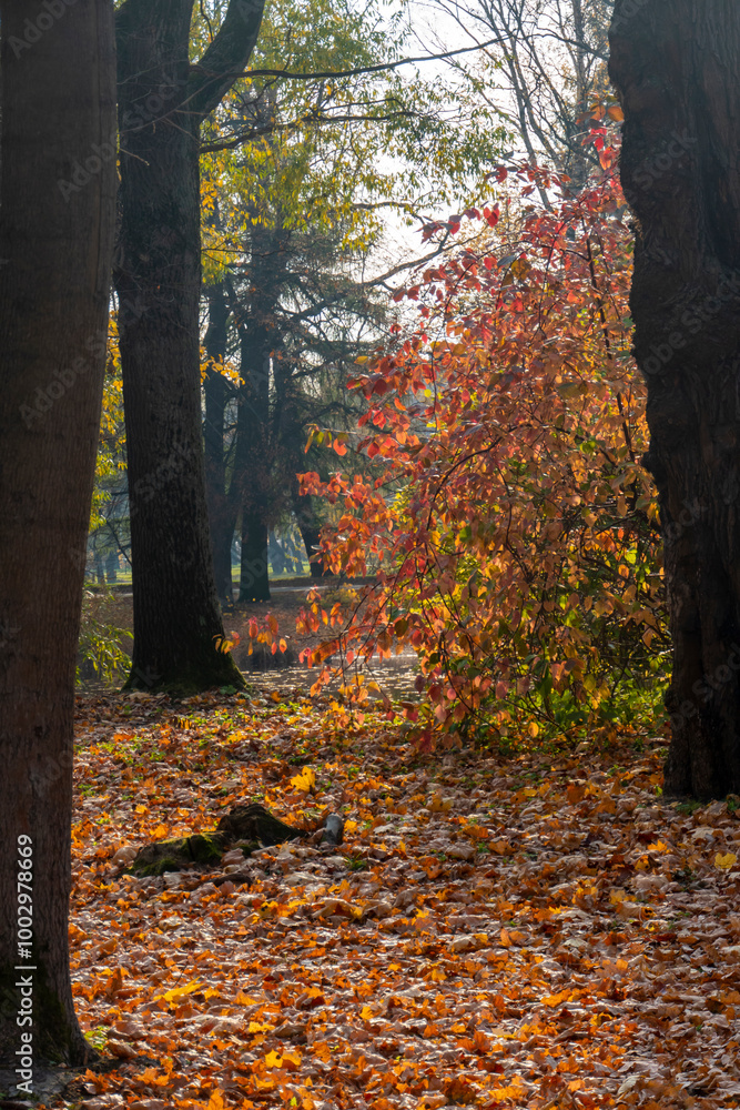 Panorama. Lonely beautiful autumn tree. Autumn Landscape. High quality photo