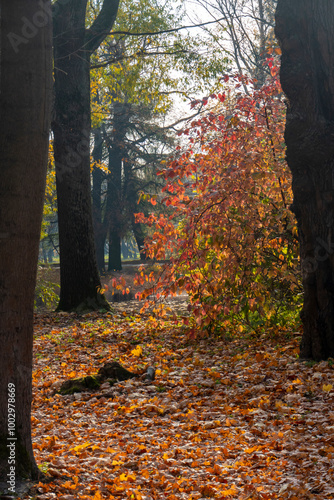 Obraz na płótnie Panorama. Lonely beautiful autumn tree. Autumn Landscape. High quality photo w salonie