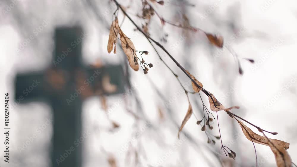 Closeup of linden tree branch on snowy winter day. Cross in the background. Bernardine XIX century cemetery. Snowy day. VILNIUS, LITHUANIA - 01 20 2024. 