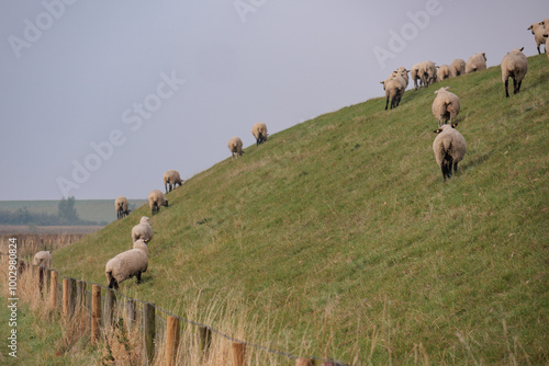 Pislum an der ostfriesischen Nordseeküste