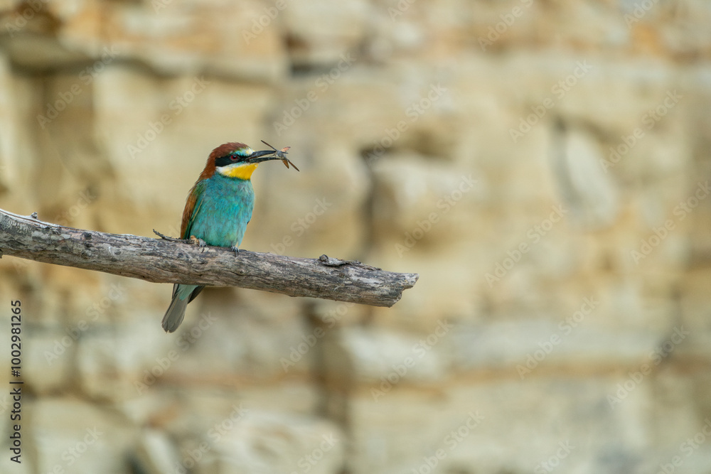 The European bee-eater, one of the most beautifully colored migratory birds that visits us in Europe. The European bee-eater, one of the most beautifully colored migratory birds that visits us in Europe.