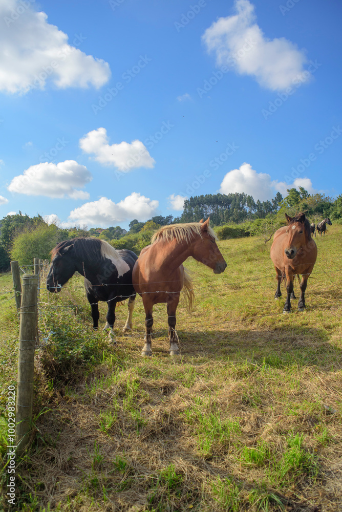 Caballos en pradera de hierba y cielo azul Caballos en pradera de hierba y cielo azul