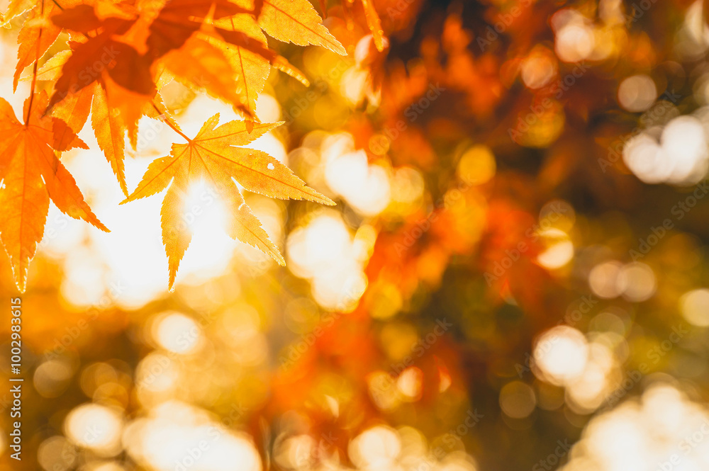 夕暮れ時の紅葉 夕暮れ時の紅葉