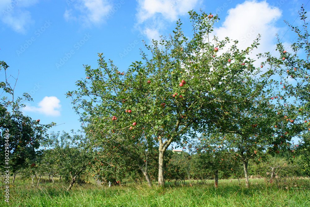 Manzanas rojas en rama de árbol en finca Manzanas rojas en rama de árbol en finca