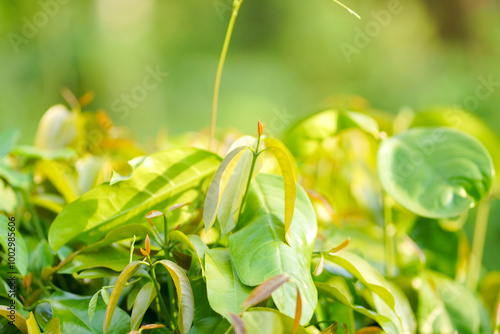 Selectively focus on young leaves that grow well.