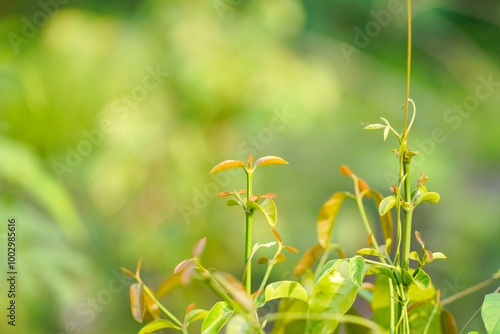 Selectively focus on young leaves that grow well.