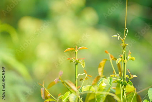 Selectively focus on young leaves that grow well.