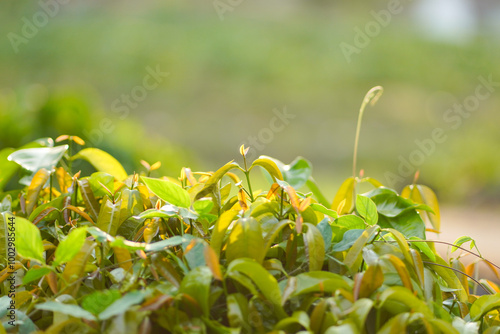 Selectively focus on young leaves that grow well.