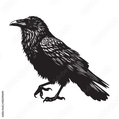 Crow vector 