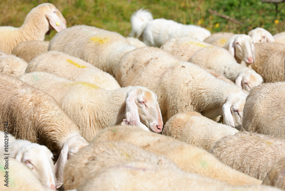head of a sheep showing its woolly fleece surrounded by a large group of other white sheep head of a sheep showing its woolly fleece surrounded by a large group of other white sheep
