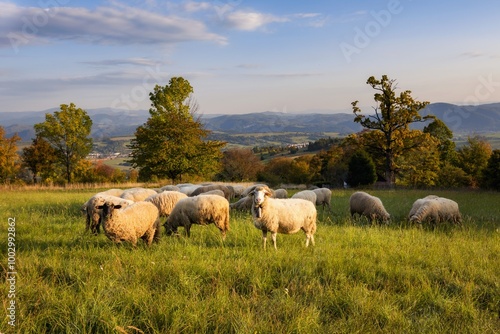 Autumn landscape. Fall scenery with colored trees and leafs. Lamb and sheep on the pasture near autumn forest.