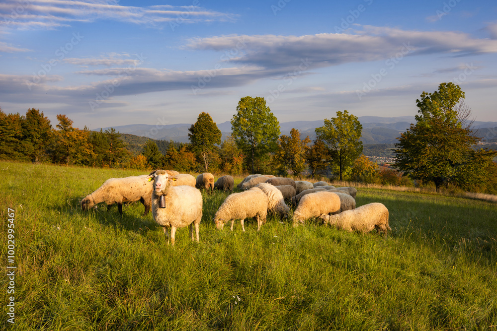 Fototapeta premium Autumn landscape. Fall scenery with colored trees and leafs. Lamb and sheep on the pasture near autumn forest.