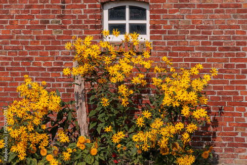 warfendorf in der ostfriesischen Krummhörn photo