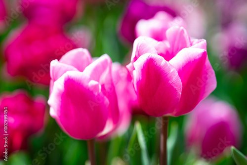 Pink spring flowers tulips. Spring background for Easter or Valentines Day. Beautiful bouquet of tulips in spring with blurred background. Bright purple color of blossom tulips. Violet Spring flower.