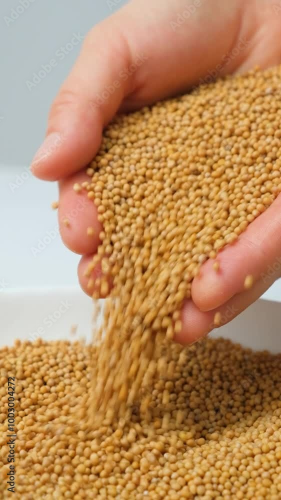 Mustard grains spilling out of hands, vertical slow motion