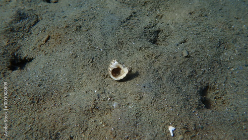 Turbinate monodont (Phorcus turbinatus) broken shell undersea, Aegean Sea, Greece, Skiathos island, Vasilias beach photo