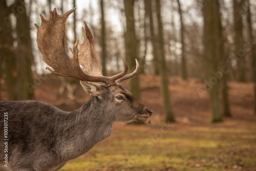 Fototapeta Naklejka Na Ścianę i Meble -  Side Portrait of Common Fallow Deer during Autumn Season in Czech Republic. Profile of Buck with Antlers in Europe.