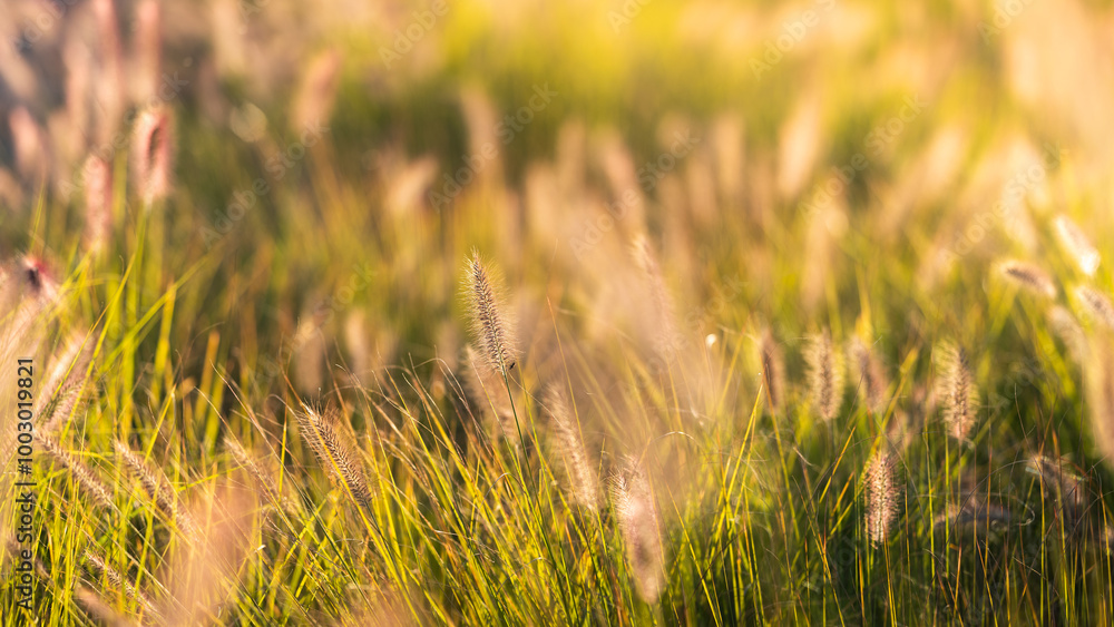 Beautiful ornamental grasses illuminated by the afternoon sun. Pennisetum alopecuroides (dwarf fountain grass)