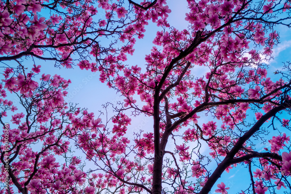 Branches of blossoming pink magnolia for spring design. Spring floral background. Beautiful light pink magnolia flowers on blue sky background. Blossom magnolia flower. Branches of blossoming pink magnolia for spring design. Spring floral background. Beautiful light pink magnolia flowers on blue sky background. Blossom magnolia flower.