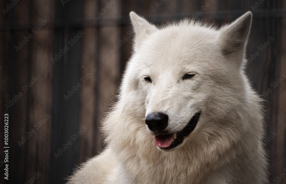 white wolf portrait white wolf portrait