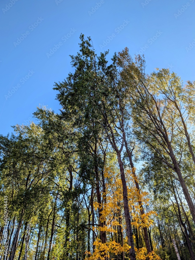 Obraz premium Trees in autumn