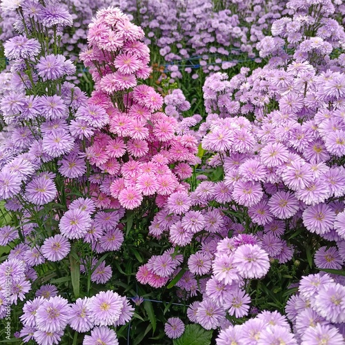 Vibrant Purple and Pink Marguerite Daisy Field