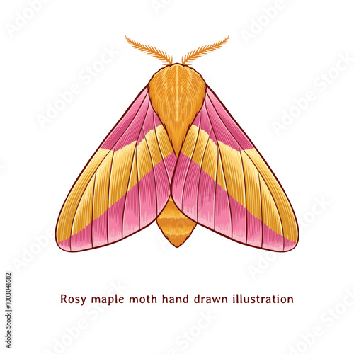 Moth illustration. Rosy maple moth hand drawn illustration